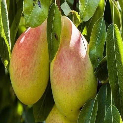 نهال گلابی نطنز 2 ساله