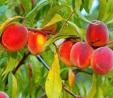 نهال هلو کاظمی