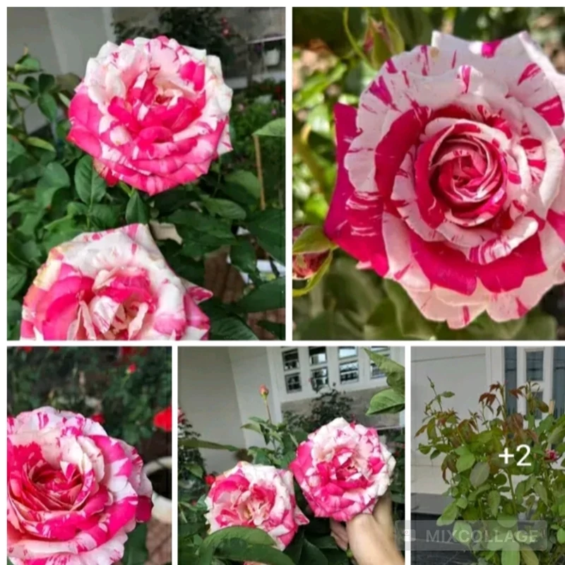 نهال رز جولیو ایگلسیاس نهال‌آذر