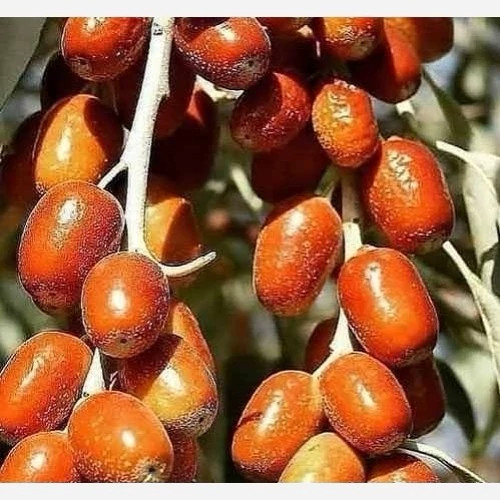 نهال نهال سنجد حاج حسین - فروشگاه مهرنهال