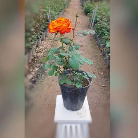 نهال نهال رز نارنجی هلندی - فروشگاه مهرنهال