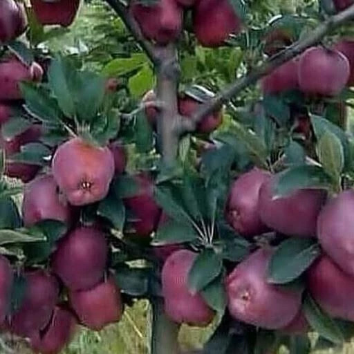 نهال نهال سیب چهار ساله بن دار - فروشگاه مهرنهال