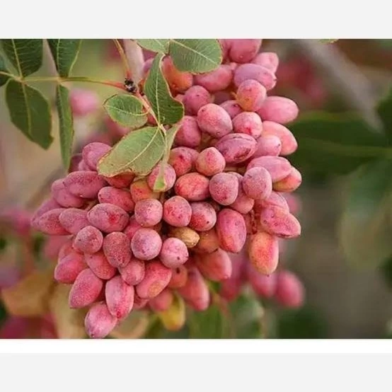 نهال پسته پیوندی یکساله