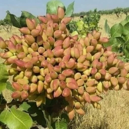 نهال نهال پسته پیوندی یکساله - فروشگاه مهرنهال
