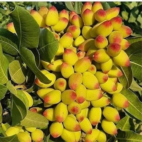 نهال نهال پسته پیوندی یکساله - فروشگاه مهرنهال