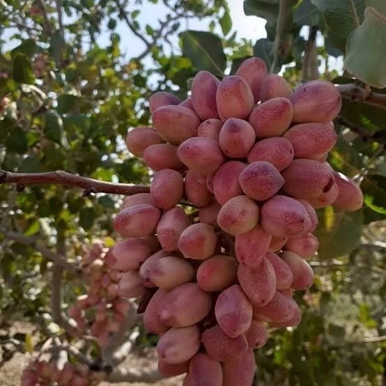 نهال نهال پسته پیوندی یکساله - فروشگاه مهرنهال