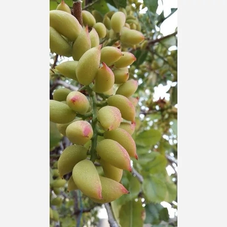 نهال نهال پسته پیوندی یکساله - فروشگاه مهرنهال