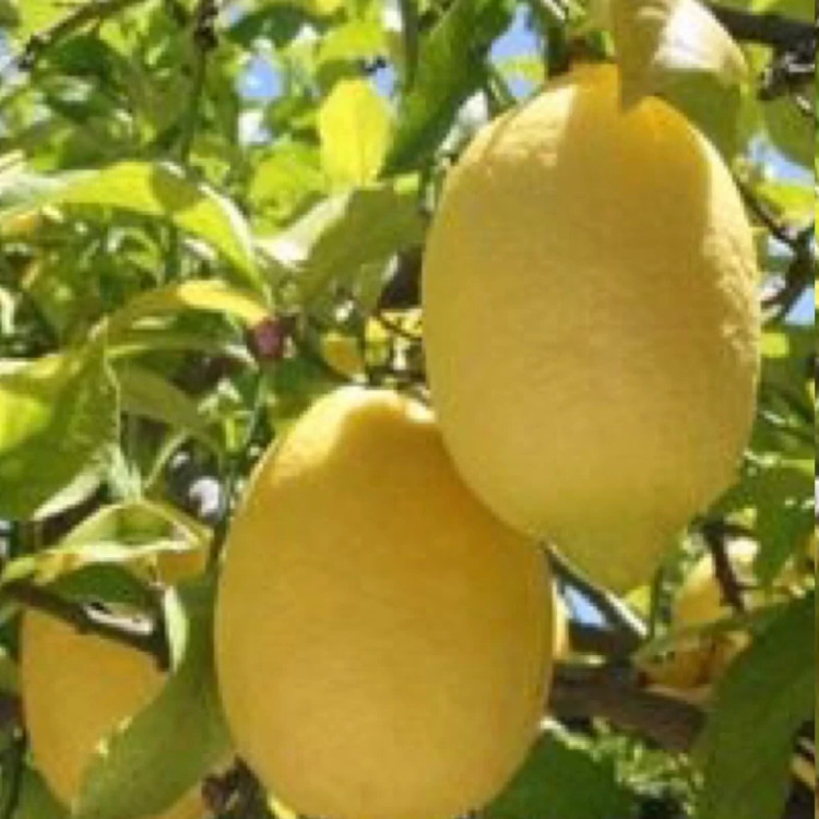 نهال لیموترش سنگی