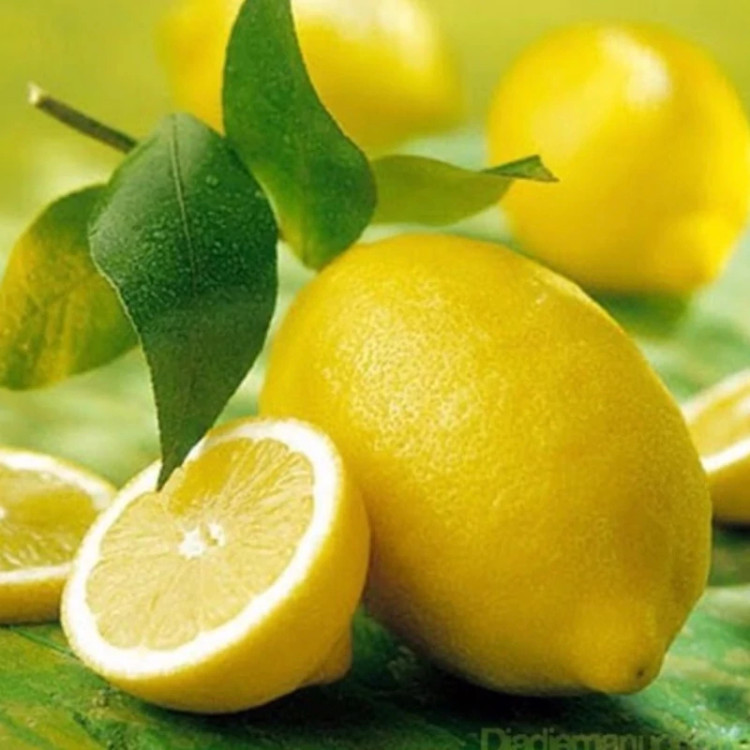 نهال لیموترش سنگی