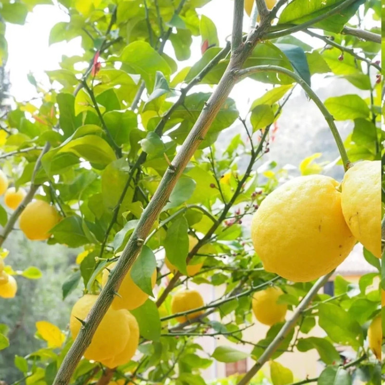 نهال لیموترش سنگی