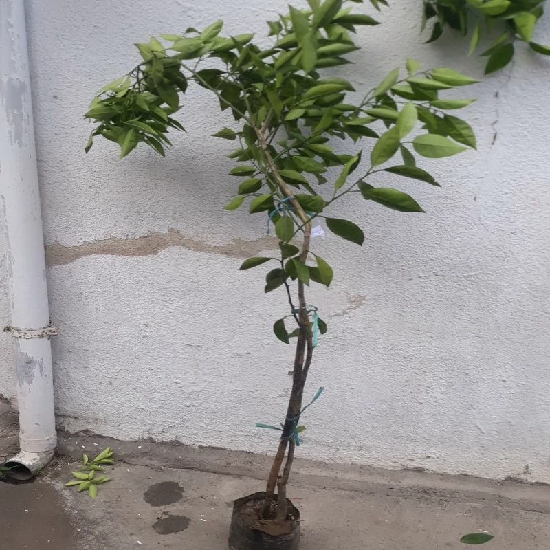 نهال پرتقال عربیک شیرین آبدار