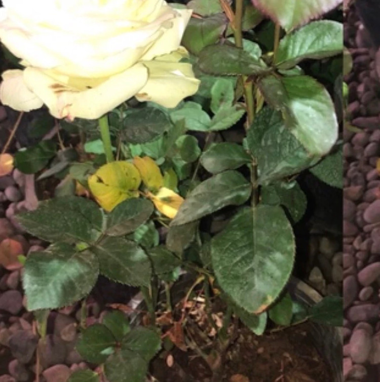 نهال رز روشن