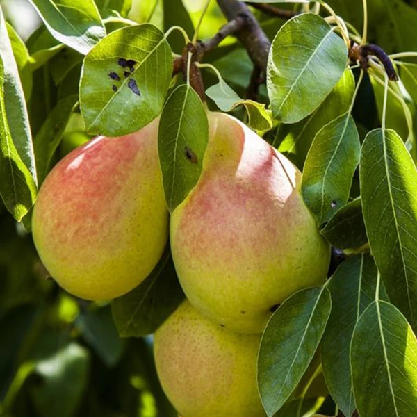 نهال گلابی اسپادانا