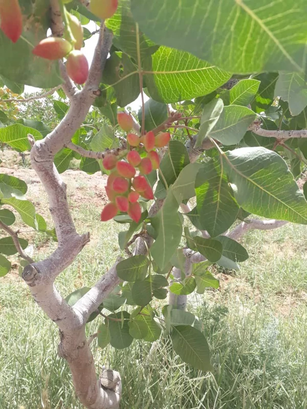 نهال پسته پیوندی احمداقایی یکساله