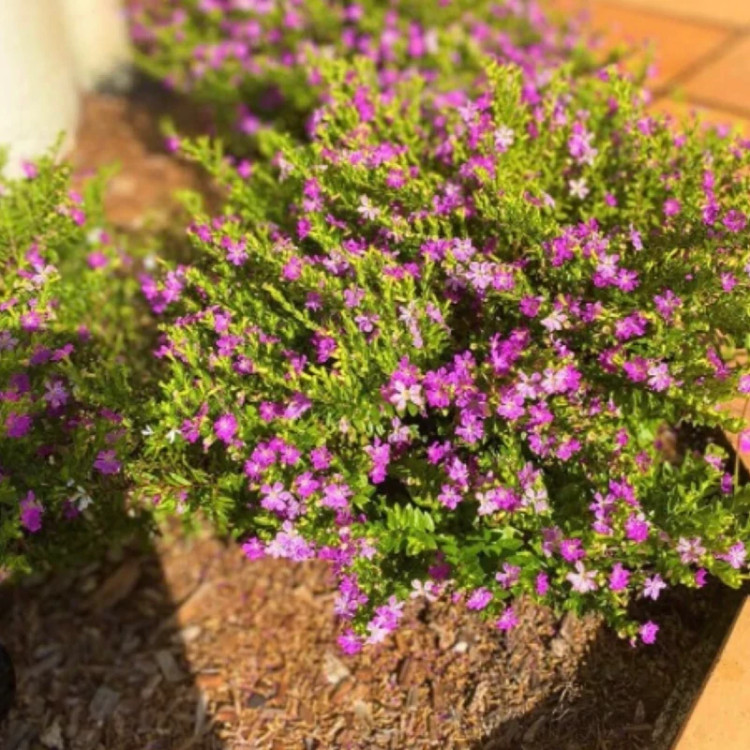 نهال شمشاد فرانسوی