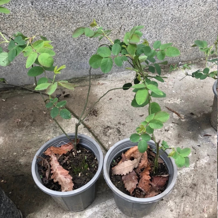 نهال گل رز محمدی سفید مربایی
