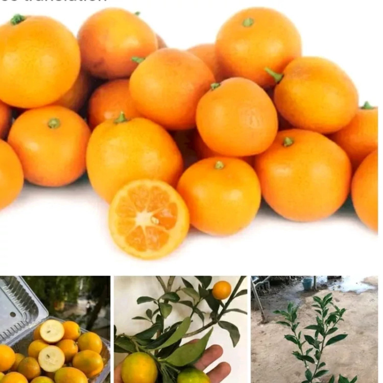 نهال نارنگی زینتی - فروشگاه مهرنهال