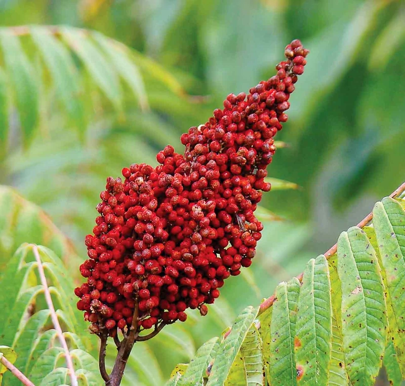 نهال سماق