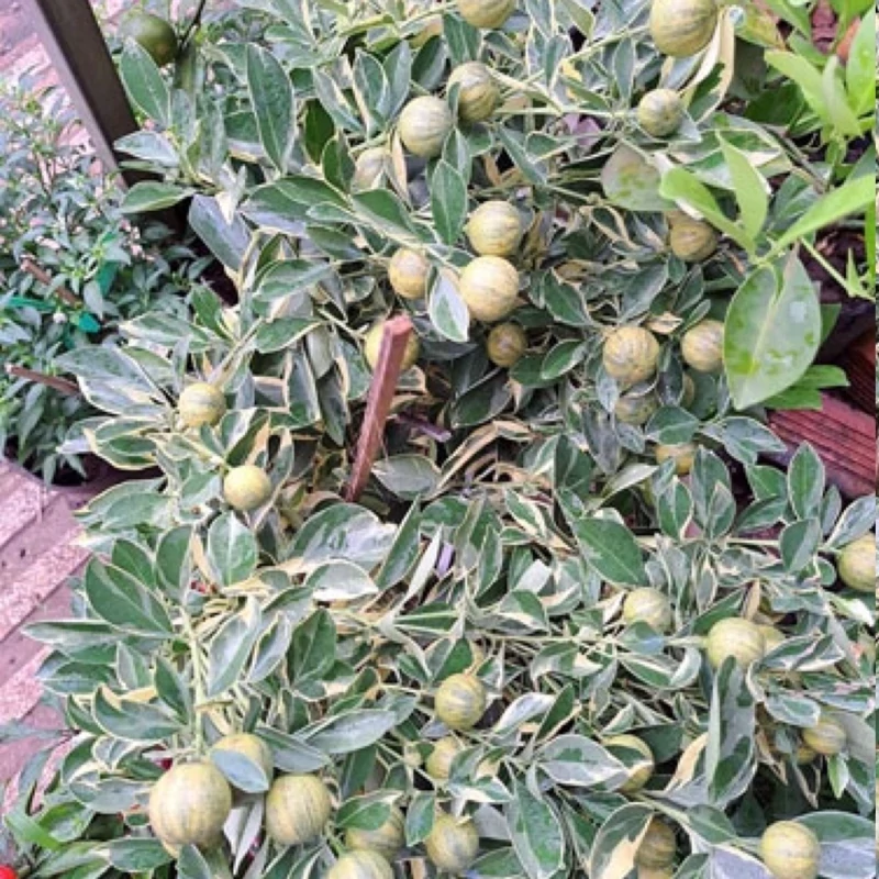 نهال لیمو ترش خونی ابلق