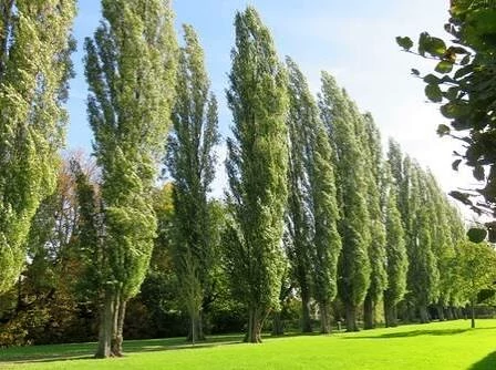 نهال صنوبر کبوده دسته تی