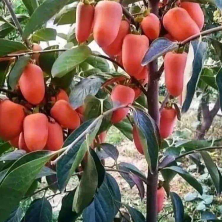 تصویر نهال خرمالو هویچی در گلدان