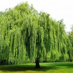 بید مجنون سبز پیوندی2 الی3متری