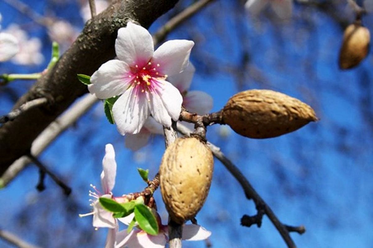 نهال بادام دیرگل آذر(نیمه کاغذی)