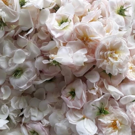نهال گل رز محمدی سفید مربایی