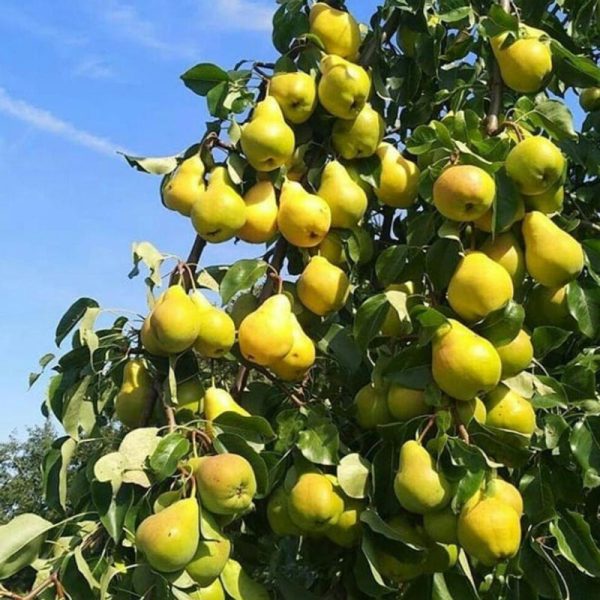 نهال گلابی درگزی