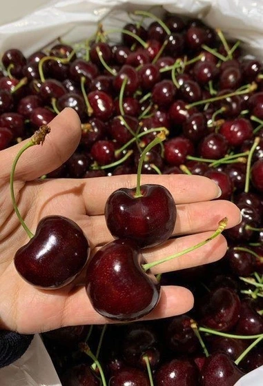 نهال گیلاس شاه دانه