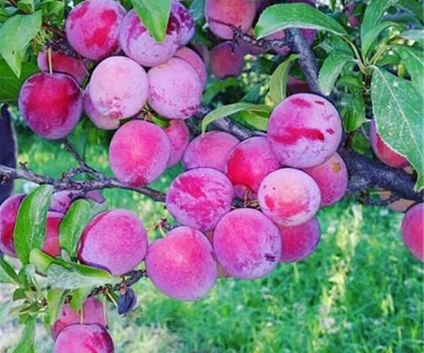 نهال آلو سانتریزه