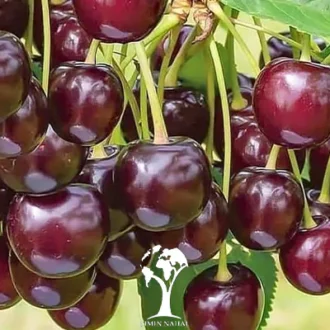 نهال آلبالو گوشواره ای یا آلبالو اسرائیلی