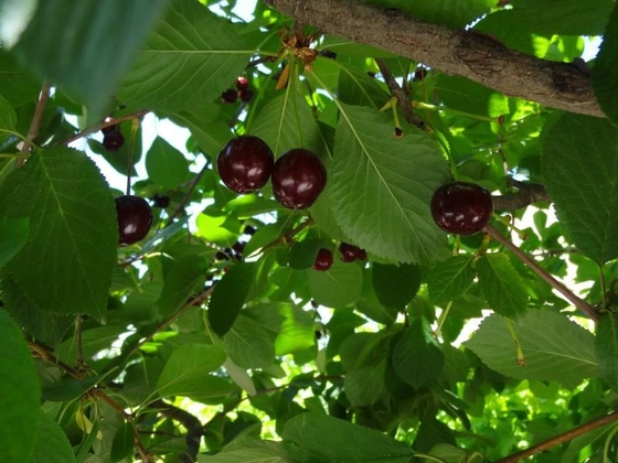 نهال آلبالو گیلاسی