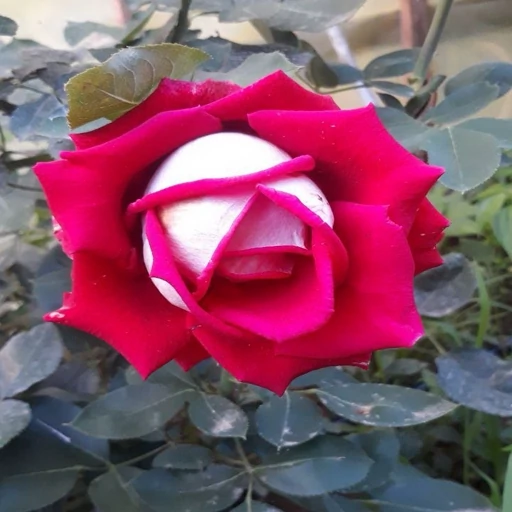نهال  رز پشت نقره ای