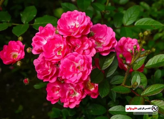 نهال نسترن سرخ‌آبی