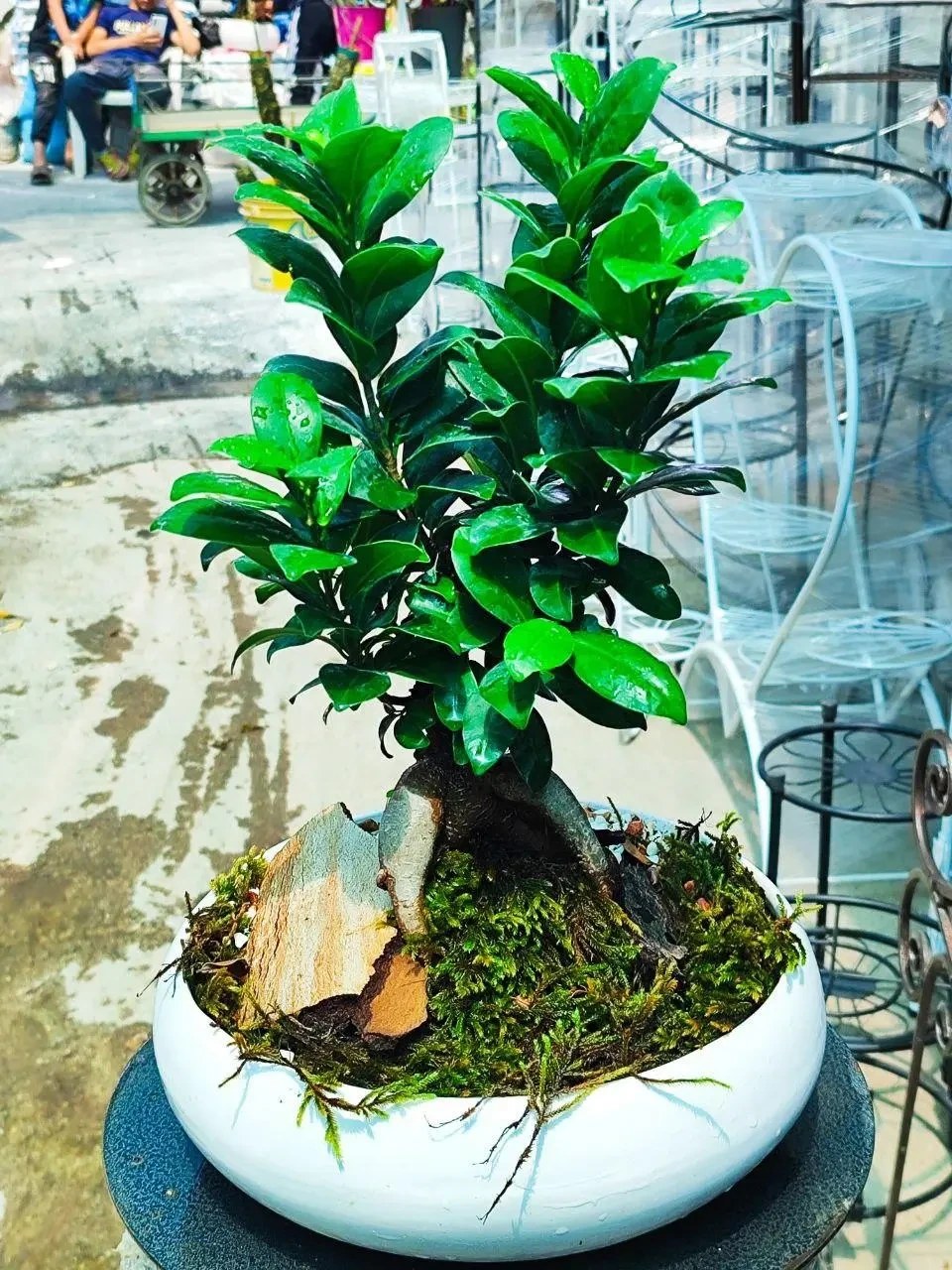 بونسای جنسینگ