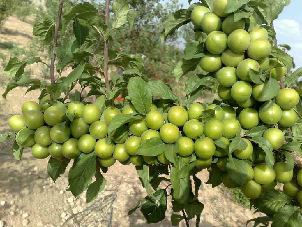نهال گوجه سبز سردرودی
