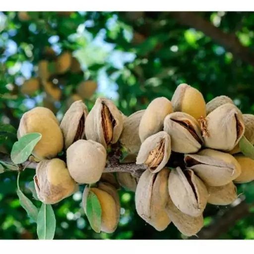 نهال بادام شکوفه