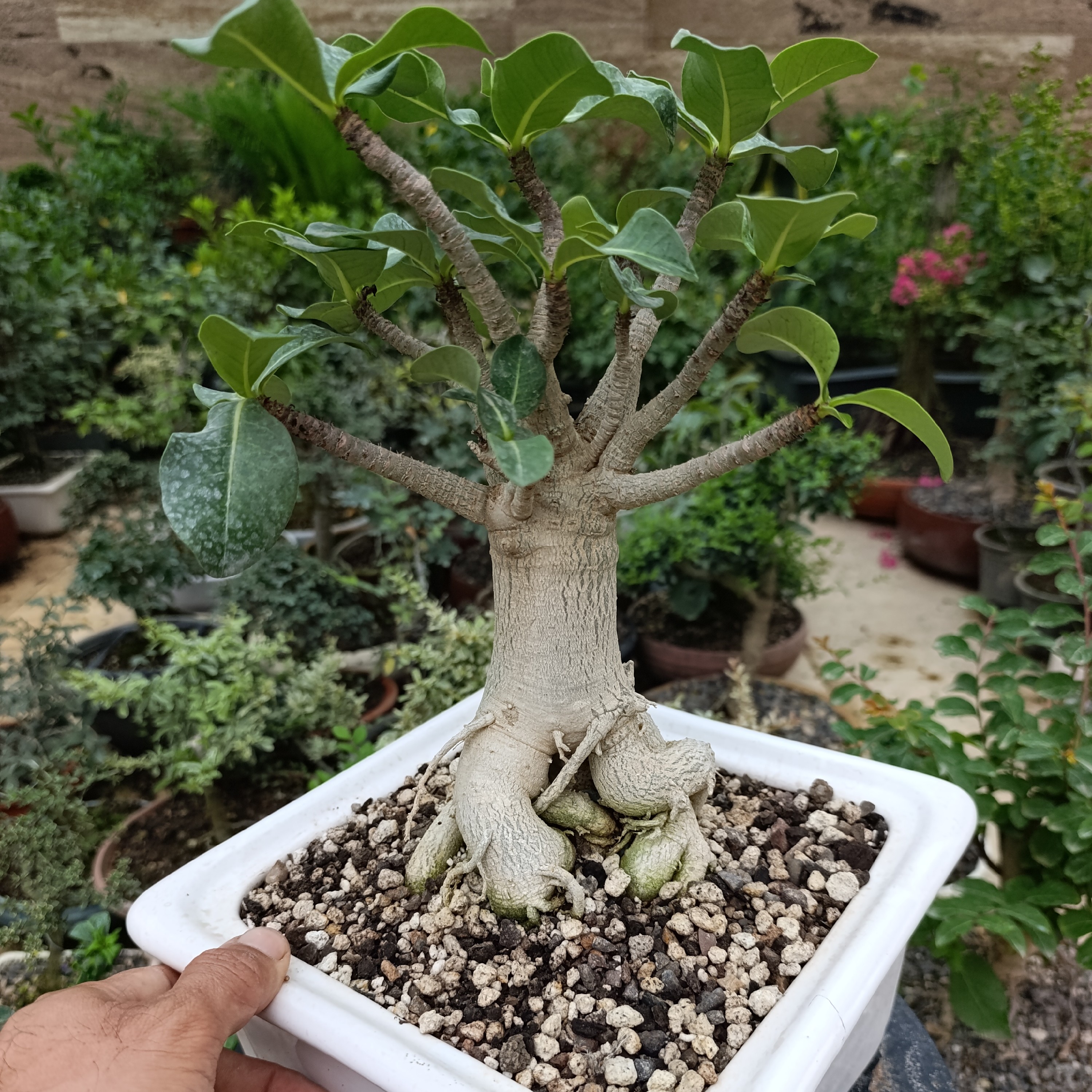 نهال بونسای