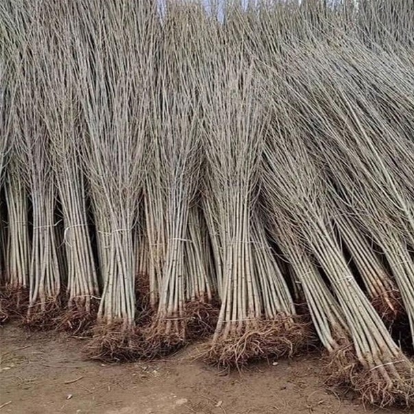 نهال کبوده یا سپیدار 1/5 متری