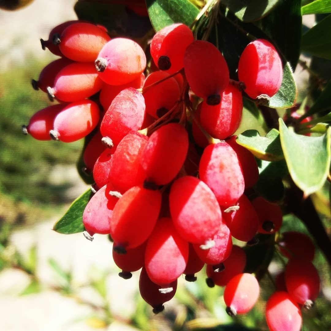 نهال زرشک دانه اناری