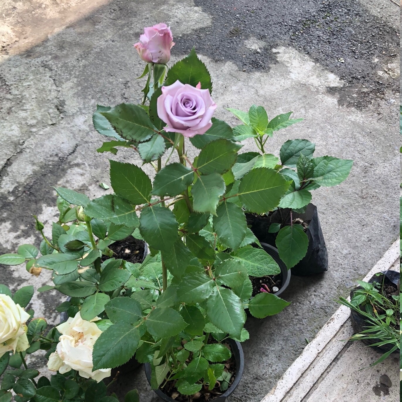 نهال رز بنفش کم رنگ ( رنگ یاسی)
