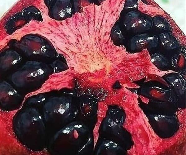 نهال انار دانه سیاه