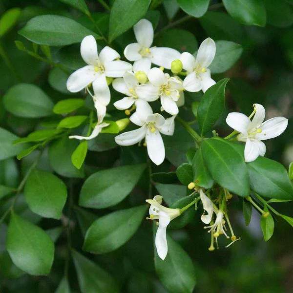 نهال یاس هندی معطر