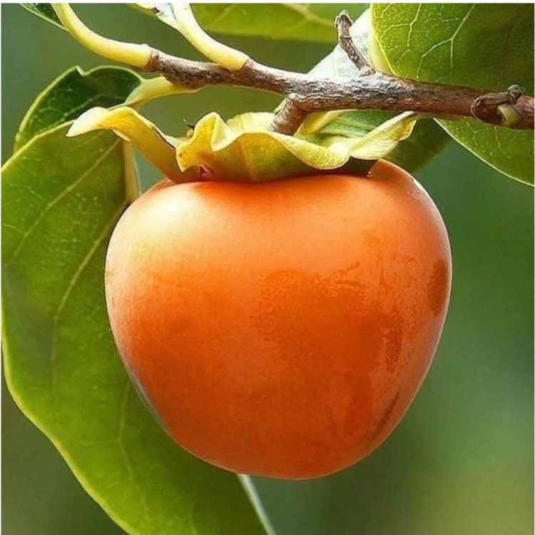نهال خرمالو چینی سفت