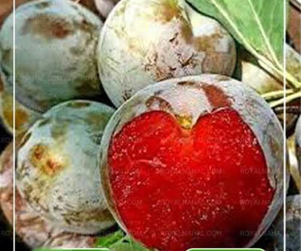نهال آلو خاکی