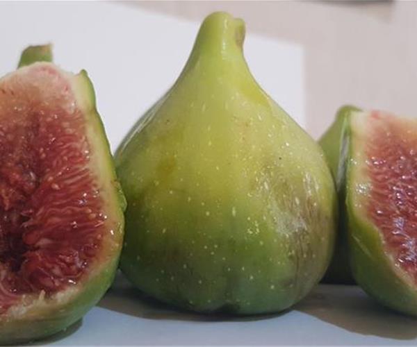 نهال انجیر گلابی نایلکسی ریشه پرس