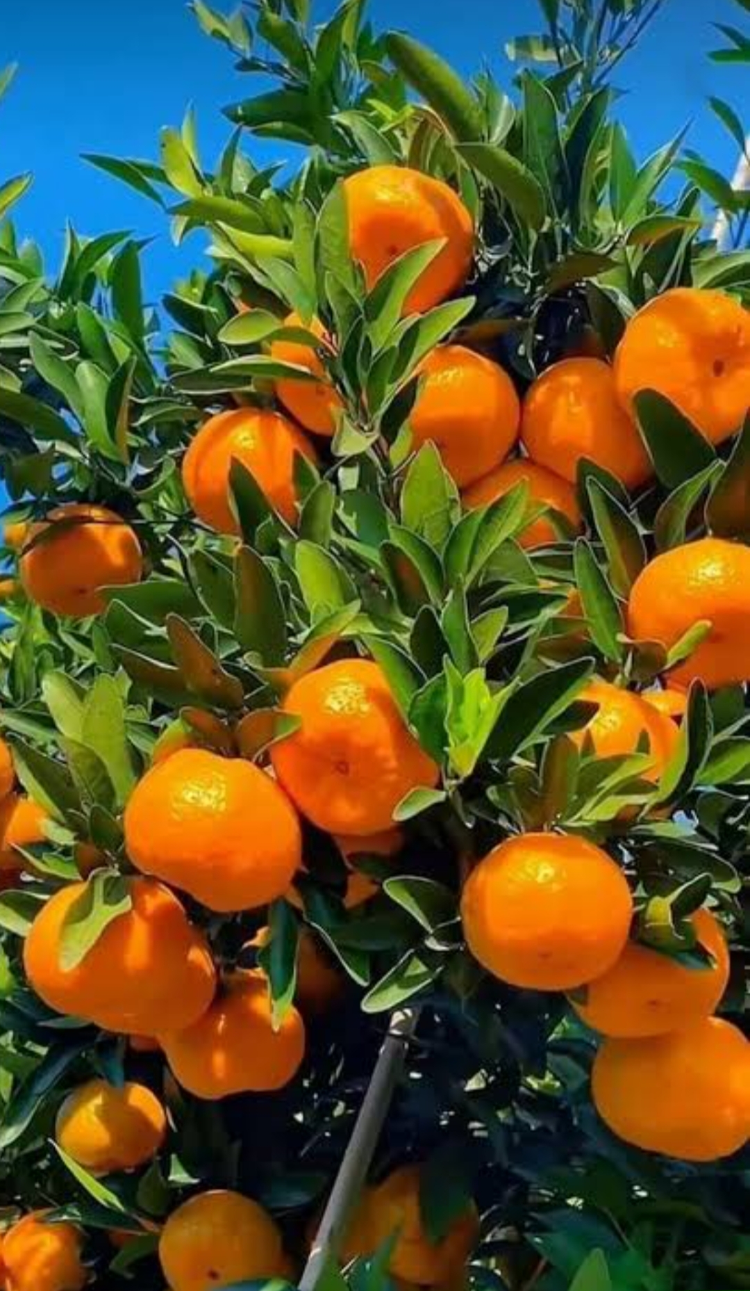 نهال نارنگی ژاپنی