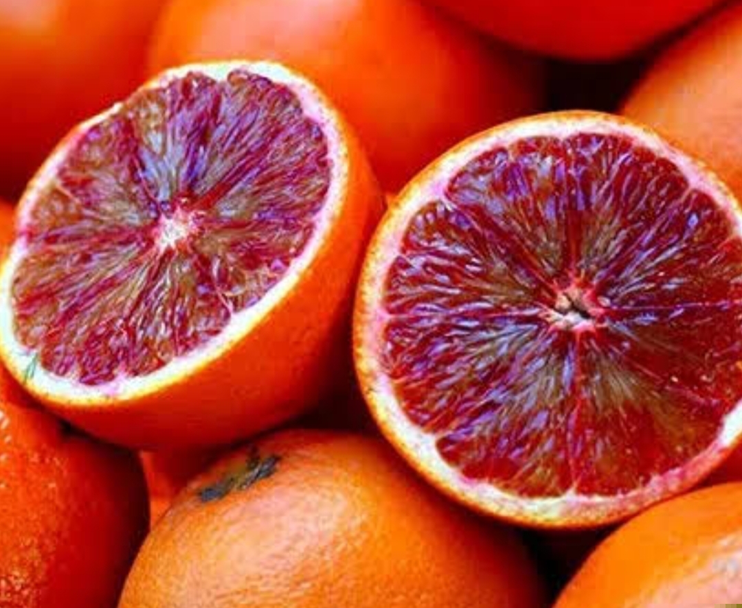 نهال پرتقال خونی ژاپنی