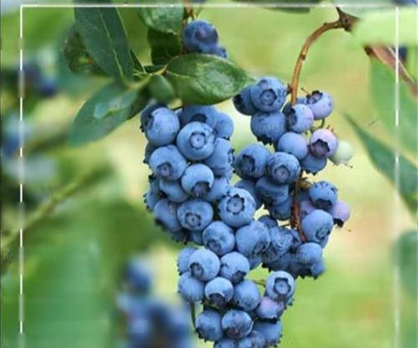 نهال بلوبری دوک